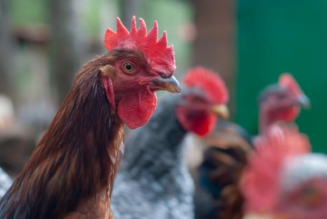 Prodotti per avicoli