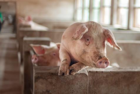 Prodotti per suini