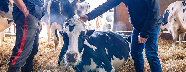 What's hot per Bovini e Vitelli