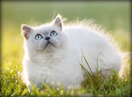 Gatti